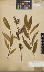 Foto von Salix fragilis L.